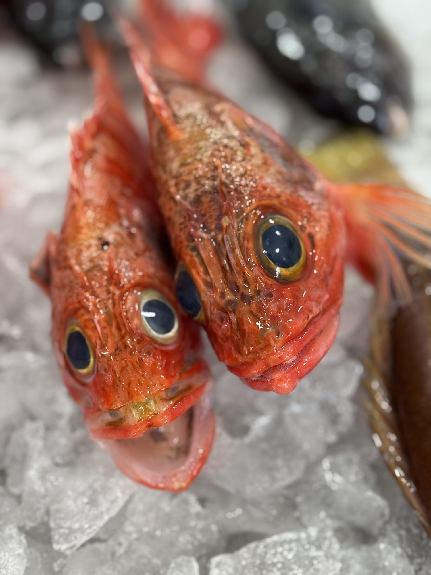 Two red fish from the day’s catch on ice in La Restinga, El Hierro