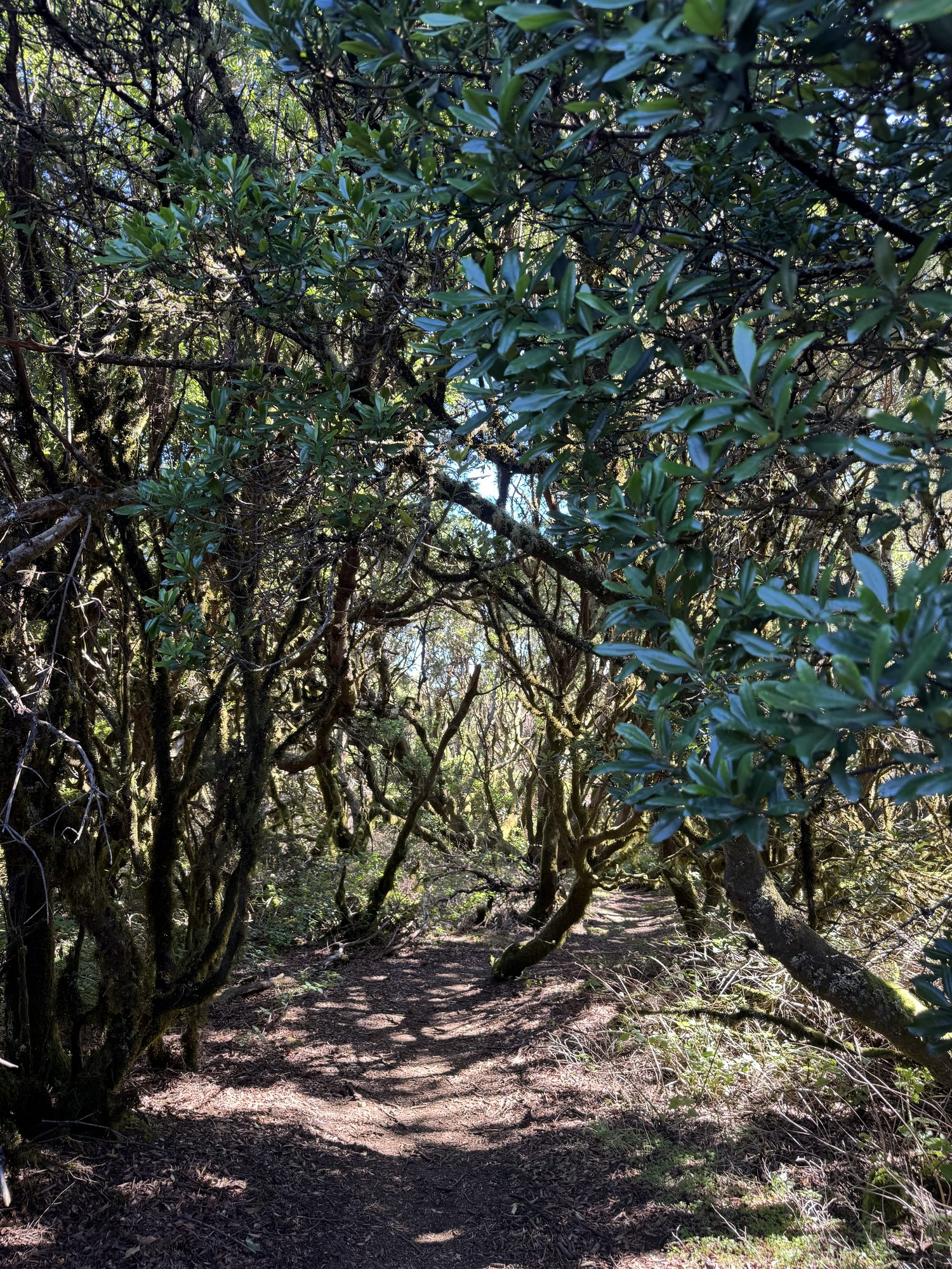 Laurel forest with moss-covered trunks in the Mencáfete Nature Reserve, El Hierro