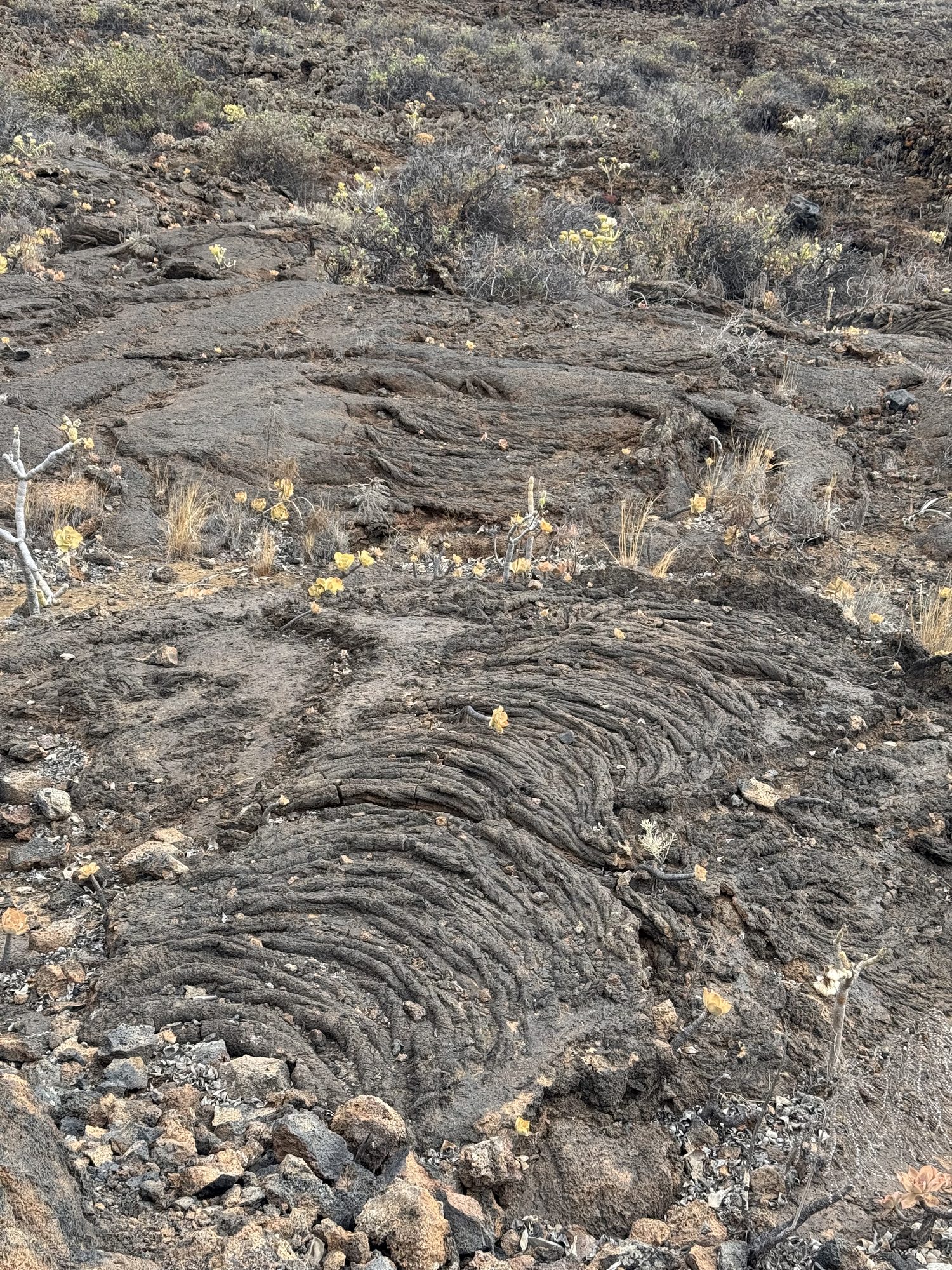 Close-up of hardened lava in a malpaís field, El Hierro